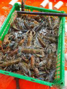 雅加达-新鲜活小龙虾