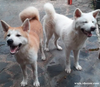 秋田犬（日本秋田犬）