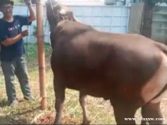 2岁的巴厘岛牛，重达430公斤，已经足够成熟，可以在2023