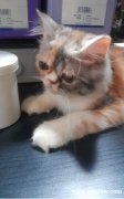 立即领养波斯猫尖鼻，它是个可爱的、温顺的猫咪