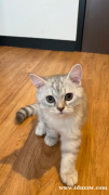 这是一只英国短毛猫，颜色为银色烟熏斑纹，还是小猫