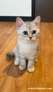 这是一只英国短毛猫，颜色为银色烟熏斑纹，还是小猫