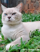 BSH英短毛猫公猫，名为Tatapan Cool