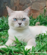 BSH英短毛猫公猫，名为Tatapan Cool