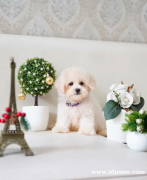 迷你贵宾犬（Tiny Toy Poodle）幼犬