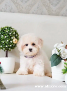 迷你贵宾犬（Tiny Toy Poodle）幼犬