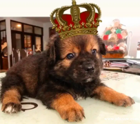 特价幼犬（小狗）品种 SHISHTZU 混合西伯利亚雪橇犬