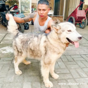 欧洲阿拉斯加雪橇犬母狗，已经准备好配种并且身体健康，体型大。