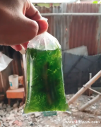 水生植物松鼠尾藻类