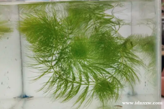 水生植物松鼠尾藻类