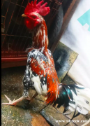 红色笑鸡，七个月大，位于雅加达，可以发货。