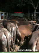 巴厘岛奶牛和山羊的祭祀动物