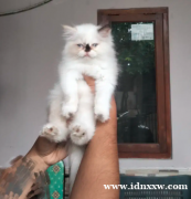 雌性布娃娃混合小猫