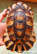 雄性陆龟 19cm
