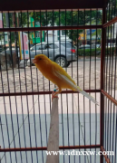 黄色 f1 金丝雀