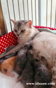 BSH 英国短毛猫雌性非 Ped
