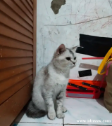 BSH 英国短毛猫雌性非 Ped