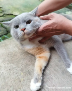 博西家电猫混合印花布男 3 色肯邦泰隆