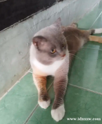 博西家电猫混合印花布男 3 色肯邦泰隆