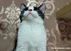 英国短毛猫