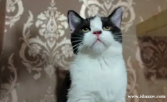 英国短毛猫