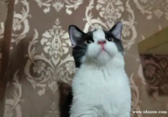 英国短毛猫