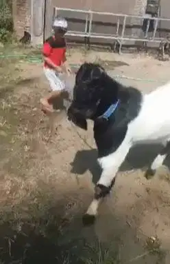 kambing etawa jantan ras kalig