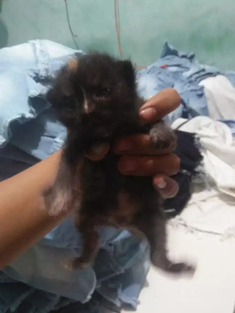 小猫扁鼻-2个月雄性（Lngsg WA）