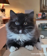 准备收养蒙奇金猫