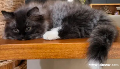 准备收养蒙奇金猫