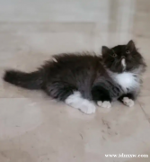 准备收养蒙奇金猫