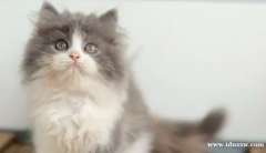小猫波斯猫长毛中等扁鼻喜马拉雅布娃娃 104