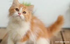 小猫波斯猫长毛中等扁鼻喜马拉雅布娃娃 104