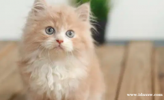 小猫波斯猫长毛中等扁鼻喜马拉雅布娃娃 104