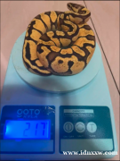 卖球蟒萤火虫恩奇