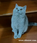 英国短毛猫bsh英国短毛猫