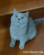 英国短毛猫bsh英国短毛猫