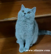 英国短毛猫bsh英国短毛猫