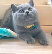 英国短毛猫bsh英国短毛猫1