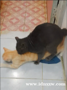 英国短毛猫