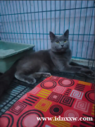 英国短毛猫