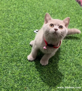 英国短毛猫bsh英国短毛猫