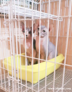 卖酷斯芬克斯小猫！！