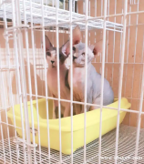 卖酷斯芬克斯小猫！！