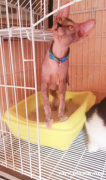 卖酷斯芬克斯小猫！！