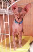 卖酷斯芬克斯小猫！！