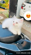 白色公波斯猫