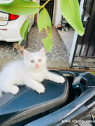 白色公波斯猫
