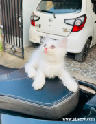 白色公波斯猫
