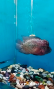 楼韩金发F3泰国